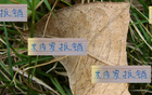 米內(nèi)羅出局，申花急招外援，夏窗換血定局！